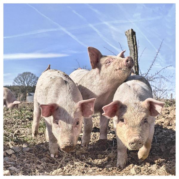 HILLS_Julian_10_Wallonie-sauvage_trois-petits-cochons
