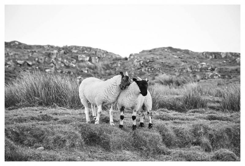 Sheep-Love-40x60